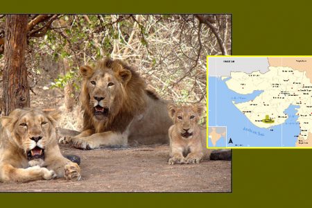 સિંહ કેટલા સલામત? શું માત્ર સરકારના ભરોસે સિંહને બચાવી શકાશે?