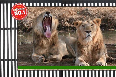 જેમની સાથે કાયમી નાતો હતો તે જ સિંહ કેમ અચાનક કાળ બન્યા?