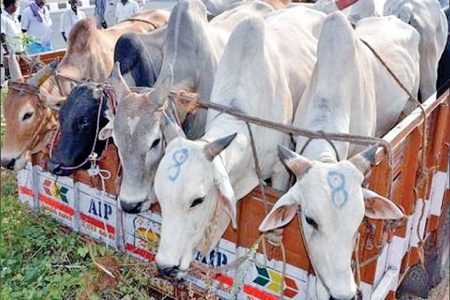 ગાયોની તસ્કરીમાં મોટાં માથાંઓની દખલ..