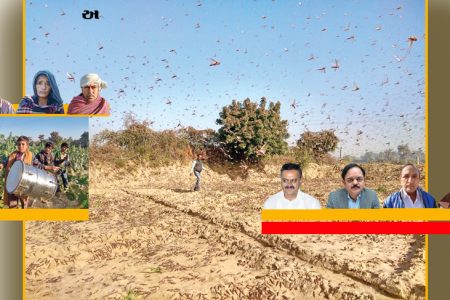 તીડનું તાંડવ, જડ નિયમો અને ધરાતલનું સત્ય