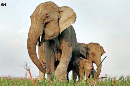 ઇન્સાનનો ગજગ્રાહ